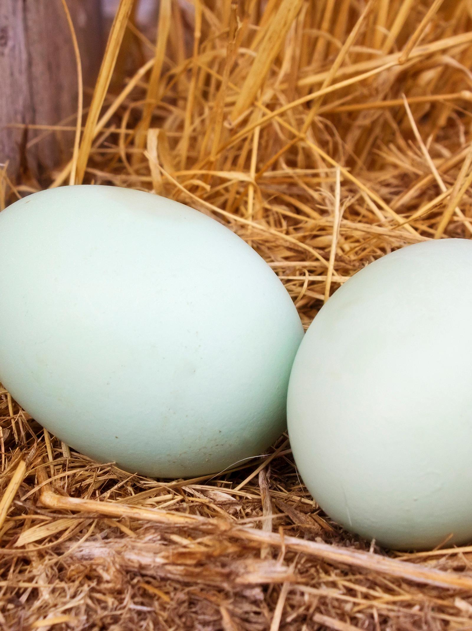 Latin Quarter Residents Turn to Eggs, Legumes, Nuts for Protein