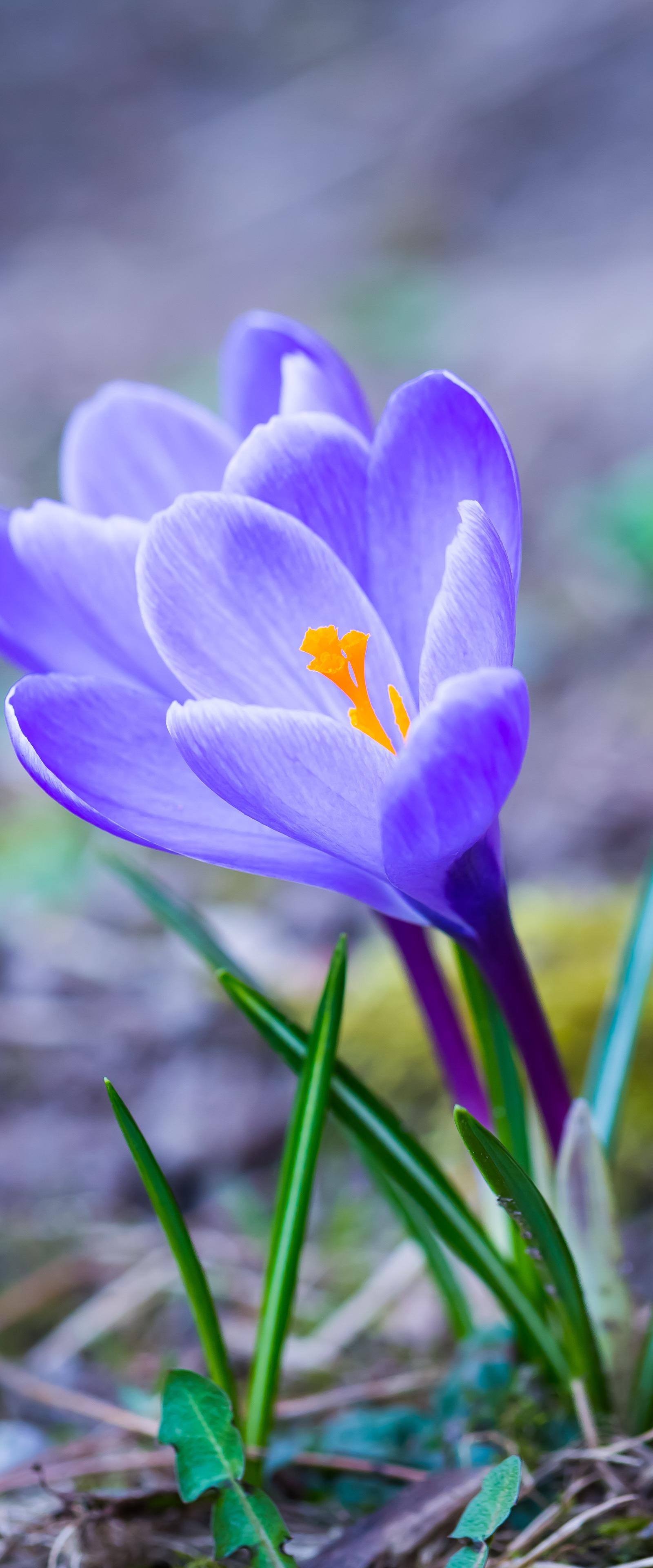 Montmartre's Best Seasons: Spring Blossoms to Winter Markets Revealed